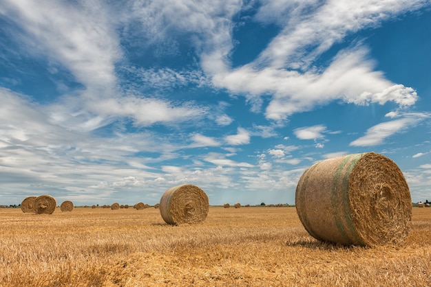 Campi di grano raccolto