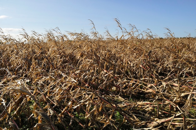 Campi di grano sdraiati dalla tempesta