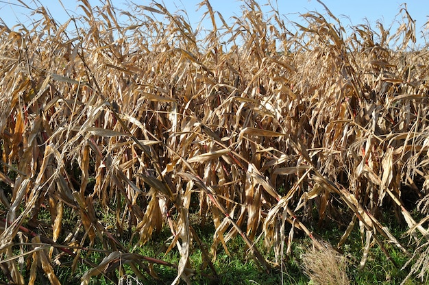 Campi di grano sdraiati dalla tempesta