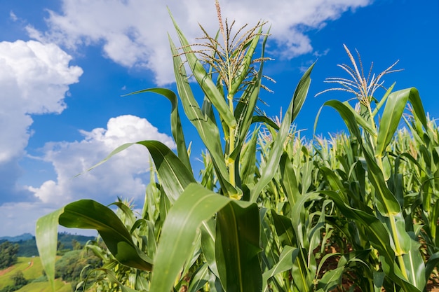 Campi di grano sotto il cielo blu