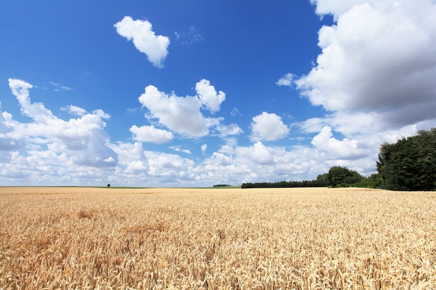 Campi di grano sotto il sole in estate prima del raccolto