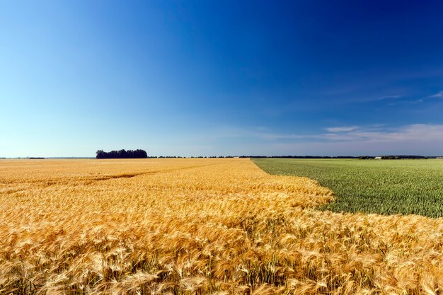 Campi di grano verde e segale gialla