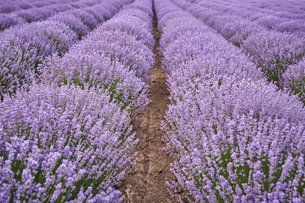 Campi di lavanda al colore naturale del giorno d'estate