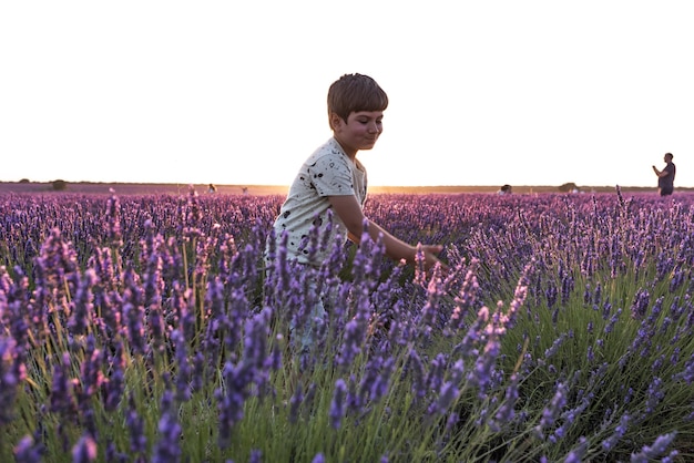 Campi di lavanda al tramonto prima di essere raccolti nella città di Brihuega.