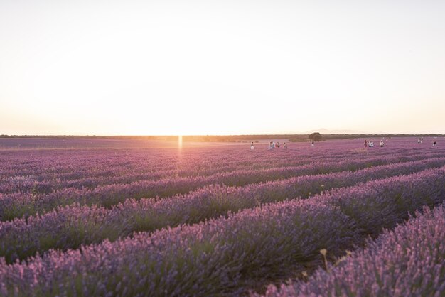 Campi di lavanda al tramonto prima di essere raccolti nella città di Brihuega.