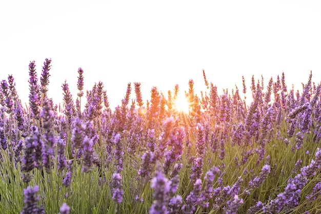 Campi di lavanda al tramonto prima di essere raccolti nella città di Brihuega.