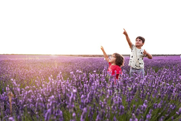 Campi di lavanda al tramonto prima di essere raccolti nella città di Brihuega.