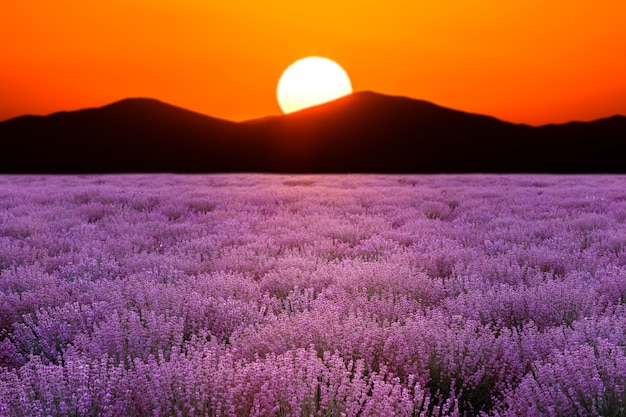 Campi di lavanda all'ora del tramonto