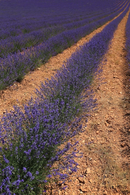 Campi di lavanda coltivati in filari