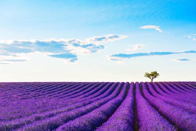 Campi di lavanda con albero solitario vicino a Valensole, Provenza, Francia. Bellissimo paesaggio estivo. Fiori di lavanda in fiore