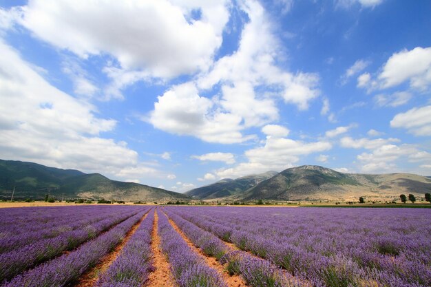 Campi di lavanda con montagne lontane e cielo blu