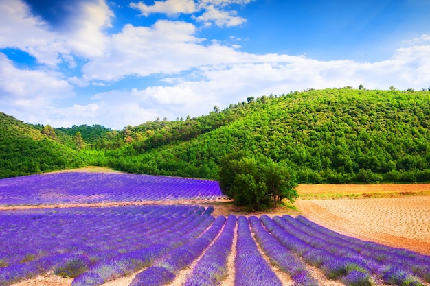 Campi di lavanda e verdi colline in Provenza, Francia. Bellissimo paesaggio estivo.