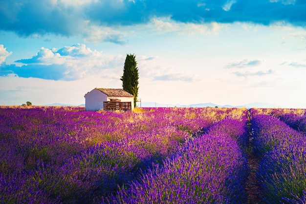 Campi di lavanda in fiore all'alba in Provenza Francia