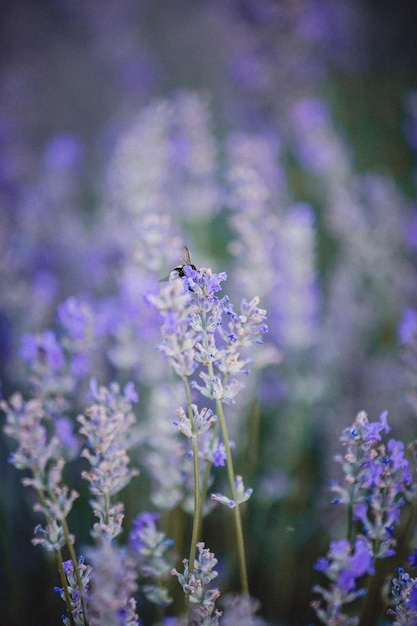 Campi di lavanda La bellezza della lavanda viola