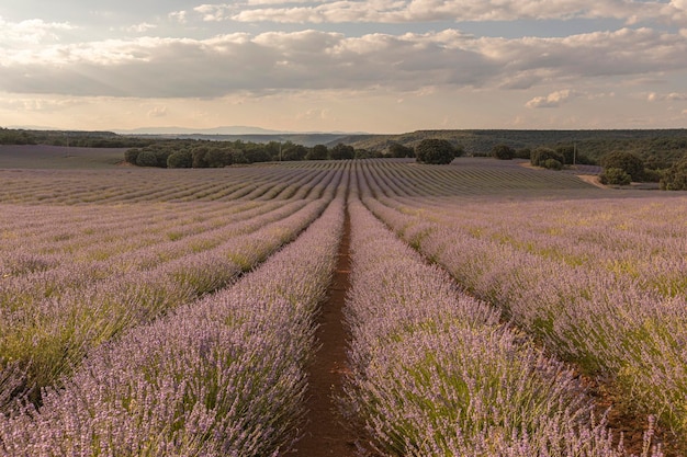 Campi di lavanda nella provincia di Brihuega di Guadalajara in Spagna