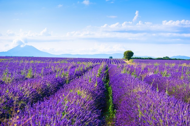 Campi di lavanda vicino a Valensole, Provenza, Francia. Bellissimo paesaggio estivo