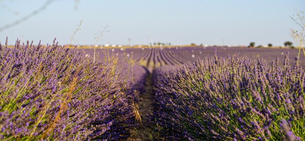 Campi di lavanda viola