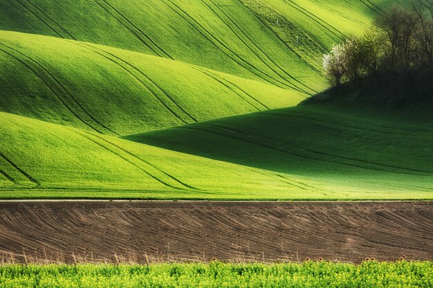 Campi di linee e onde