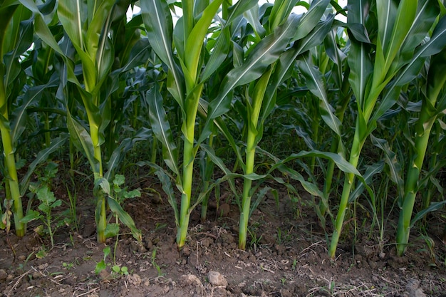 Campi di mais agricoli che crescono nelle campagne del raccolto del Bangladesh