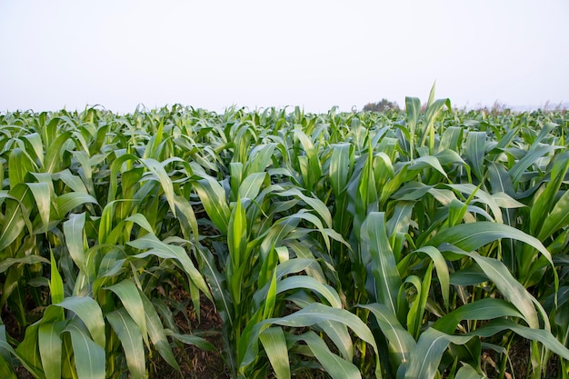 Campi di mais agricoli che crescono nelle campagne del raccolto del Bangladesh