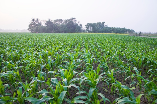 Campi di mais agricoli che crescono nelle campagne del raccolto del Bangladesh