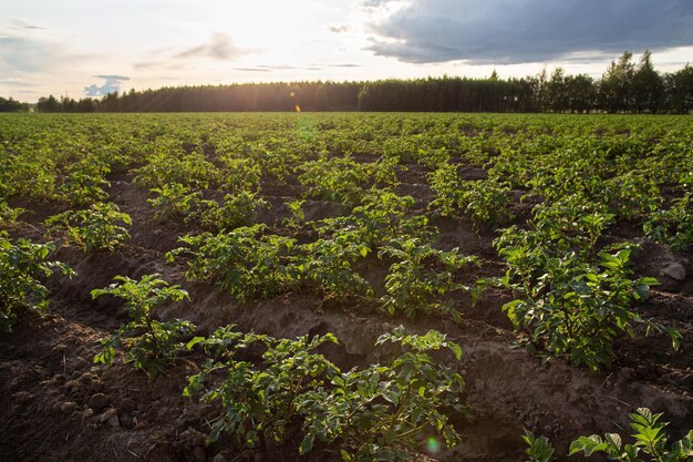 Campi di patate con boscaglia verde sullo sfondo della foresta e del cielo