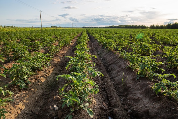 Campi di patate con filari di verde boccio contro il cielo con nuvole in campagna