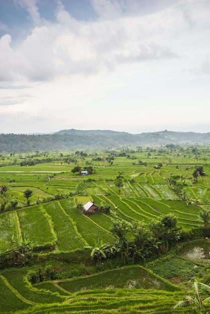 Campi di riso a Bali