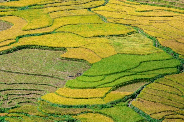 Campi di riso a nord-ovest del Vietnam