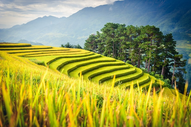 Campi di riso a terrazze con albero di pino ad alba in Mu Cang Chai, Yenbai, Vietnam.