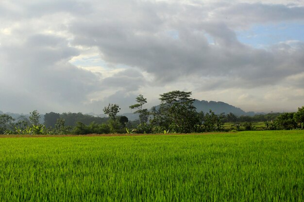 Campi di riso, cielo nuvoloso con colline sullo sfondo.