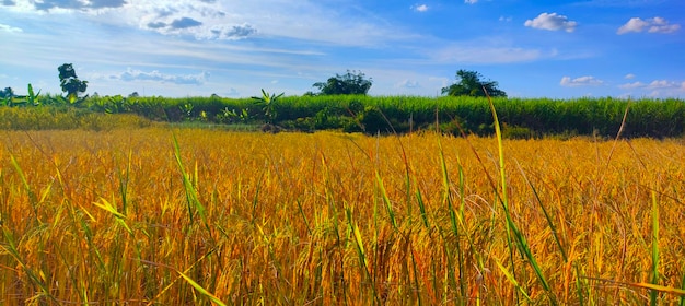 Campi di riso dorati dietro le montagne nel cielo blu brillante