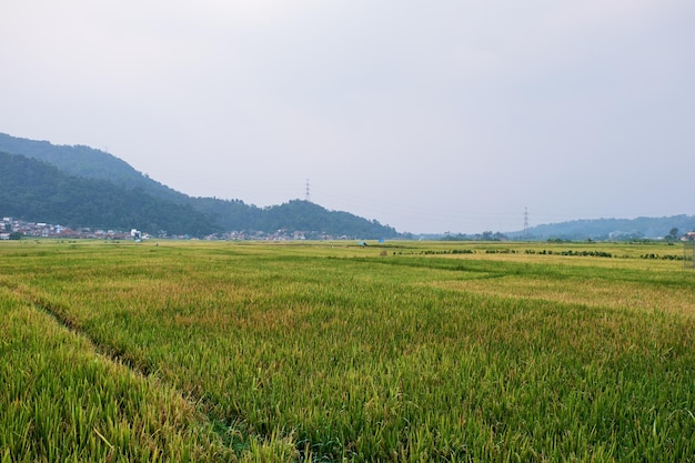 Campi di riso in campagna pronti per essere raccolti