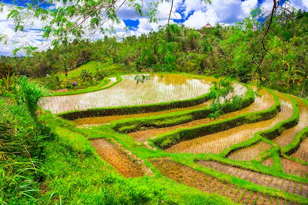 Campi di riso pittorici nell'isola di Bali