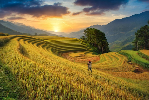 Campi di riso terrazzati con padiglione in legno al tramonto a Mu Cang Chai YenBai Vietnam