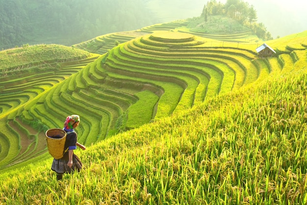 Campi di riso terrazzati di Mu Cang Chai YenBai