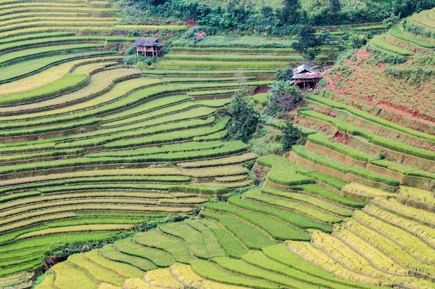 Campi di riso terrazzati di Mu Cang Chai