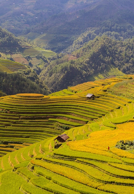 Campi di riso terrazzati di Mu Cang Chai