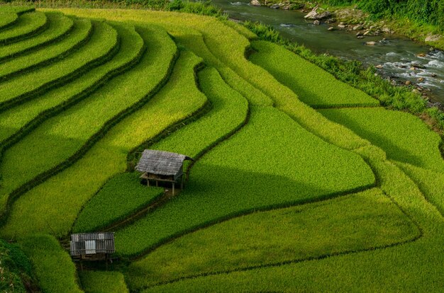 Campi di riso verde terrazzati a Muchangchai, Vietnam