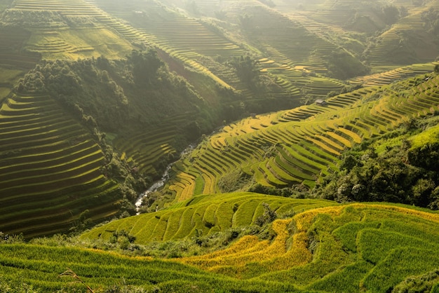 Campi di riso verde terrazzati a Muchangchai, Vietnam