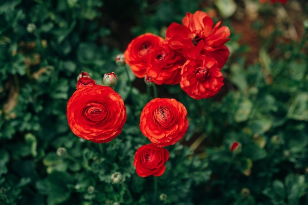 campi di rose rosse Damascena in una serra turca