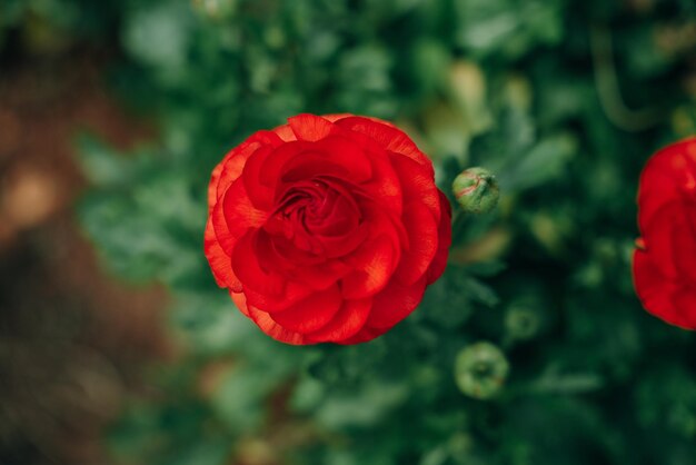 campi di rose rosse Damascena in una serra turca