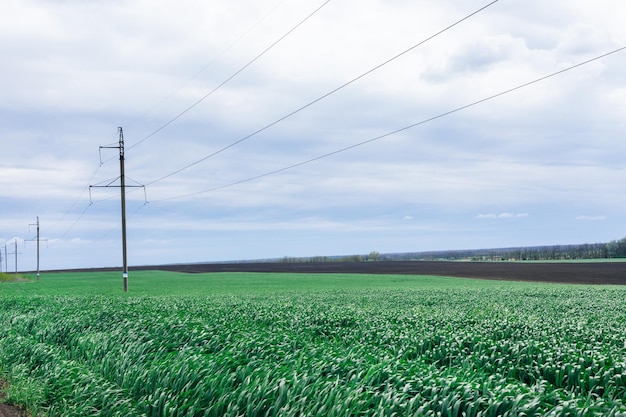 Campi di soia con foglie verdi fresche in primavera con sfondo blu in Thailandia Linee elettriche ad alta tensione a polo che attraversano le colture agricole Pali elettrici ad alta tensione e campi di fagioli