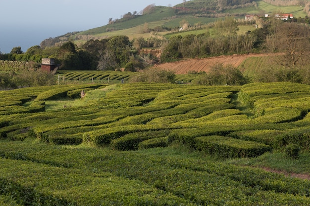 Campi di tè di Gorreana