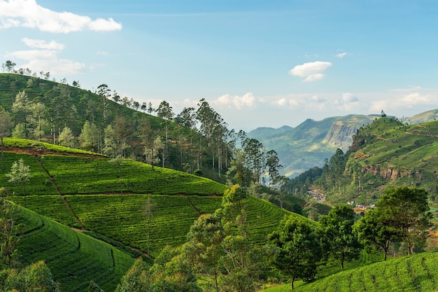 Campi di tè, montagne verdi di Nuwara Eliya