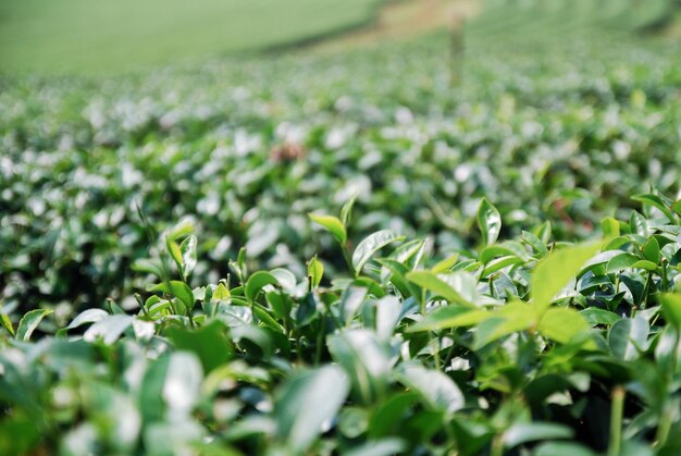 Campi di tè verde in Thailandia