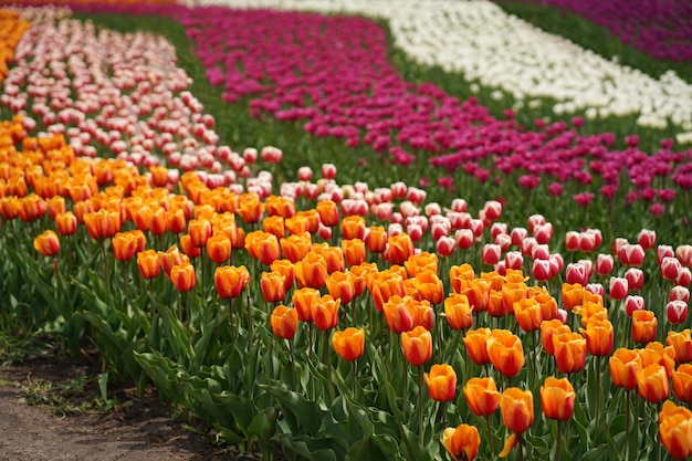 Campi di tulipani colorati di primavera tulipani arancioni brillanti fiori rossi e gialli vibranti multicolore tulipani e cielo blu Sfondo floreale di primavera