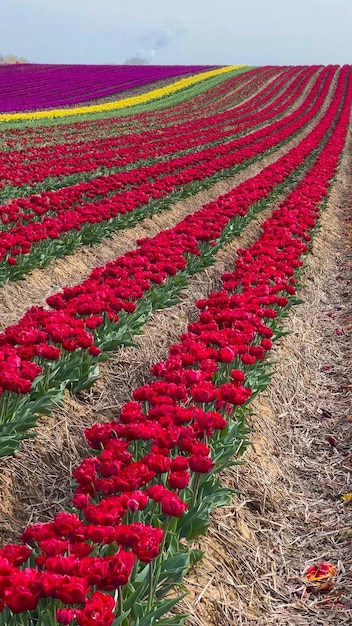 Campi di tulipani colorati in fiore in una giornata nuvolosa nei Paesi Bassi