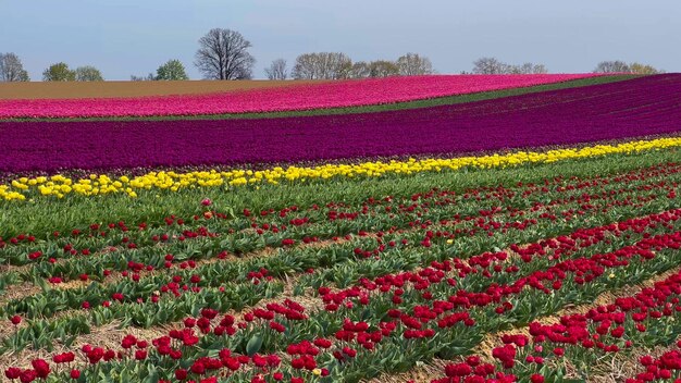 Campi di tulipani colorati in fiore in una giornata nuvolosa nei Paesi Bassi