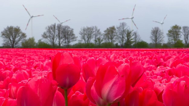 Campi di tulipani colorati in fiore in una giornata nuvolosa nei Paesi Bassi